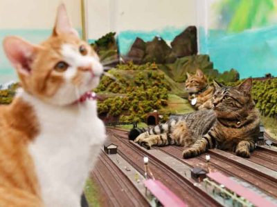 YouTuber Cina Bikin Restoran Mini Untuk Kucing