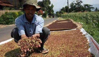 Indonesia Temukan Jejak Unsur Radioaktif Perkebunan Cengkeh