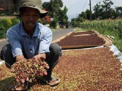 Indonesia Temukan Jejak Unsur Radioaktif Perkebunan Cengkeh