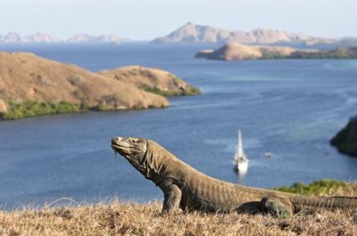 Taman Nasional Komodo Batasi Turis Mulai 2026