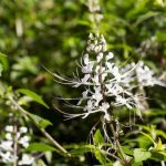 Tanaman Kumis Kucing Punya Manfaat Untuk Kesehatan