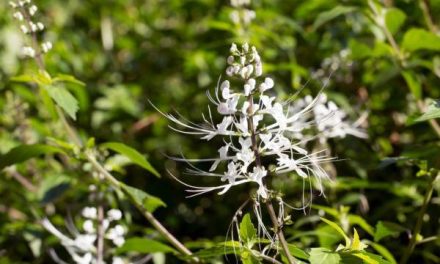 Tanaman Kumis Kucing Punya Manfaat Untuk Kesehatan