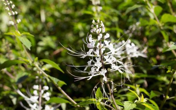 Tanaman Kumis Kucing Punya Manfaat Untuk Kesehatan