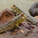 Keunikan Ikan Tembakul, Spesies Amfibi Yang Hidup Di Dua Dunia