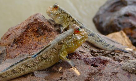 Keunikan Ikan Tembakul, Spesies Amfibi Yang Hidup Di Dua Dunia