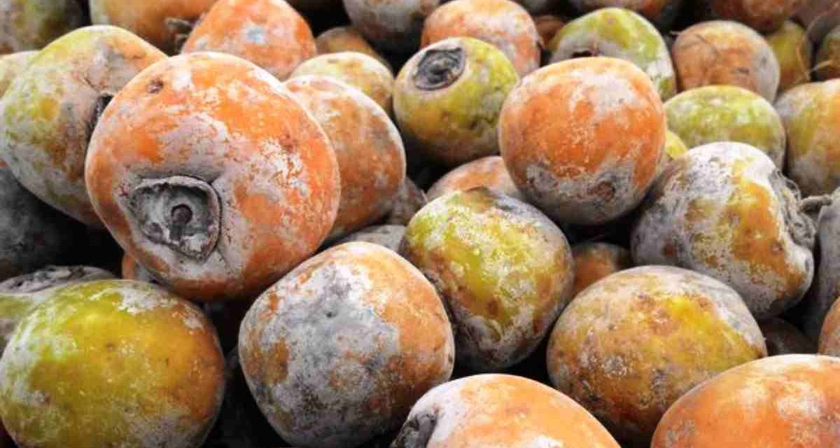 Buah Kesemek Si Manis Bersalju Yang Kaya Manfaat