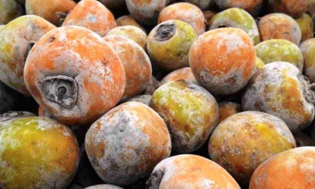 Buah Kesemek Si Manis Bersalju Yang Kaya Manfaat