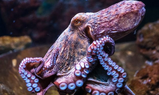 Fakta Menarik Gurita Yang Punya Mata Di Setiap Lengan