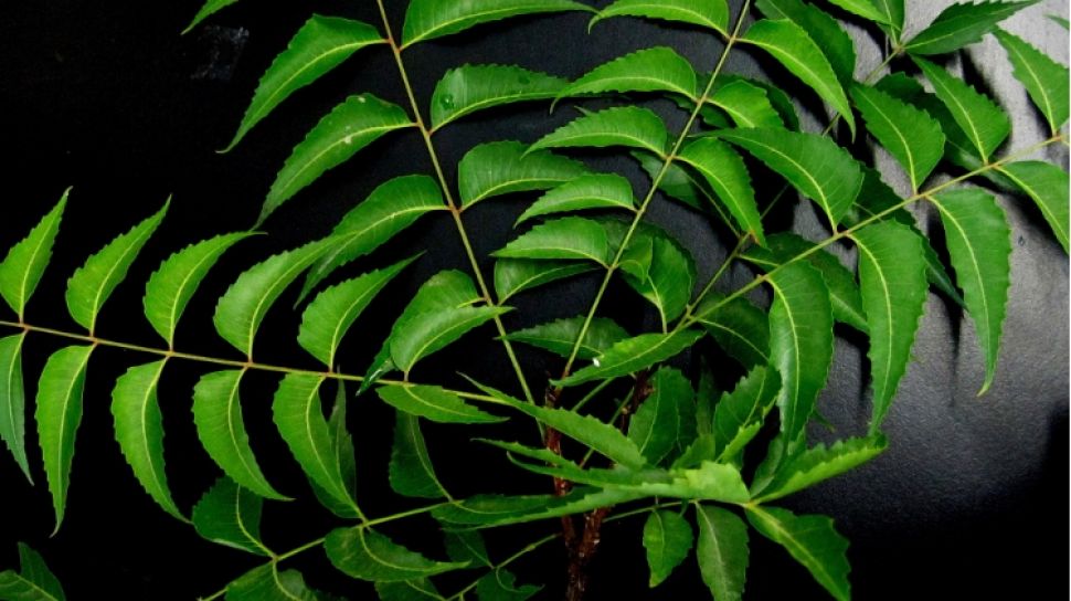 Khasiat Daun Mimba Yang Di Gunakan Dalam Medis Tradisional