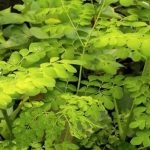 Moringa Oleifera Atau Di Kenal Dengan Daun Kelor