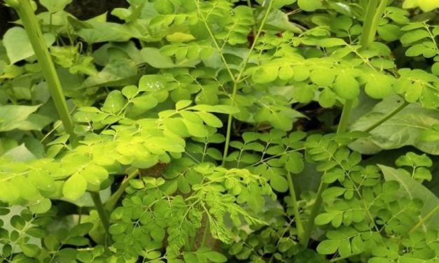 Moringa Oleifera Atau Di Kenal Dengan Daun Kelor