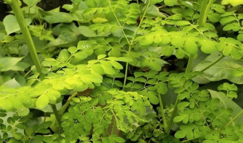 Moringa Oleifera