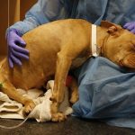 Parvo, Mari Kenali Ciri-Ciri Virus Ini Pada Anjing