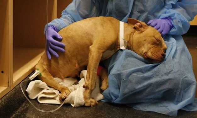 Parvo, Mari Kenali Ciri-Ciri Virus Ini Pada Anjing