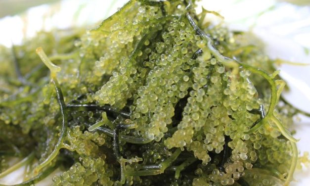 Tanaman Laut Yang Banyak Sekali Di Jadikan Makanan