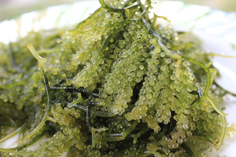 Tanaman Laut Yang Banyak Sekali Di Jadikan Makanan