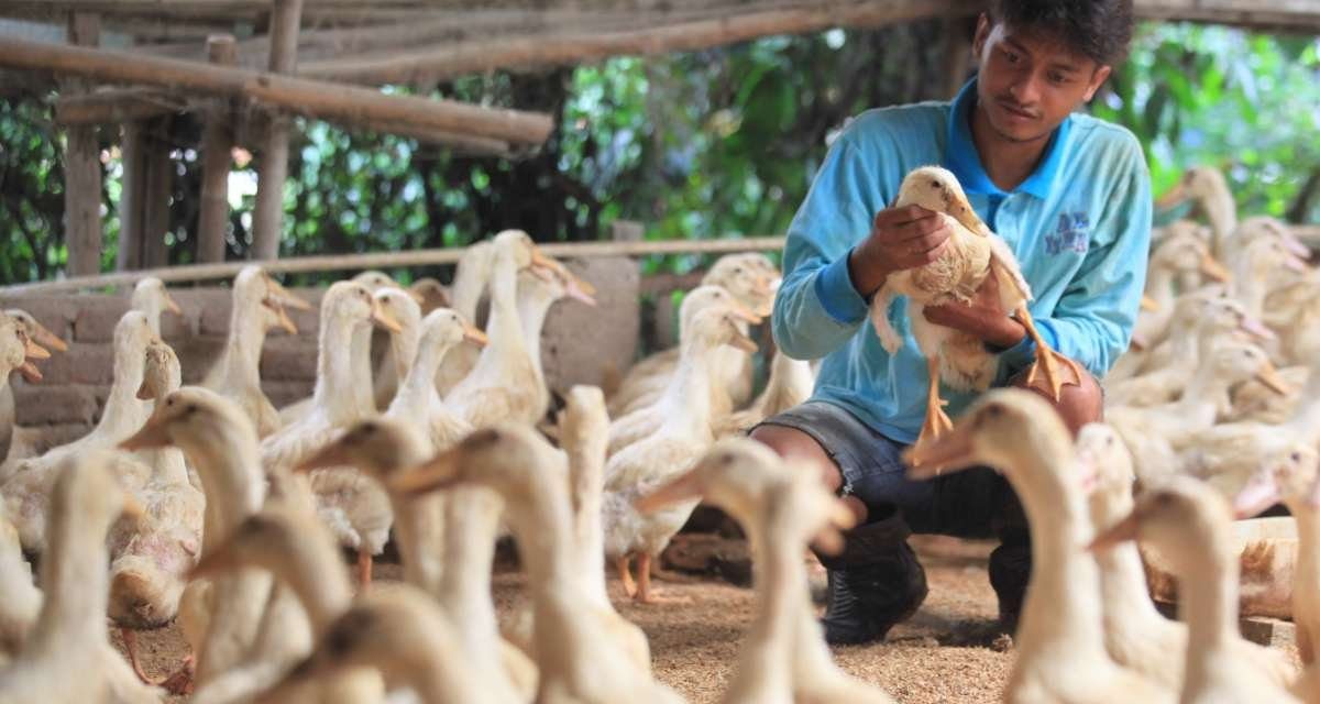 Usaha Ternak Bebek Bisa Di Jadikan Ide Bisnis Yang Manjanjikan