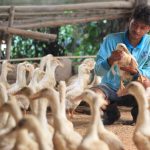 Usaha Ternak Bebek Bisa Di Jadikan Ide Bisnis Yang Manjanjikan