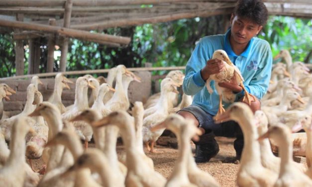 Usaha Ternak Bebek Bisa Di Jadikan Ide Bisnis Yang Manjanjikan